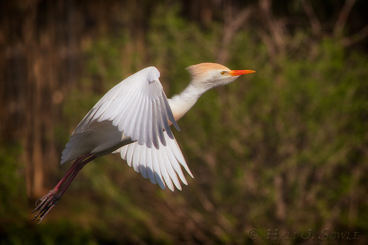2011_04_08_StAugustine-10449-Web.jpg - Cattle egret in breeding plumage.  They are so bland during the rest of the year but during breeding season their beaks and plumage become gorgeous.