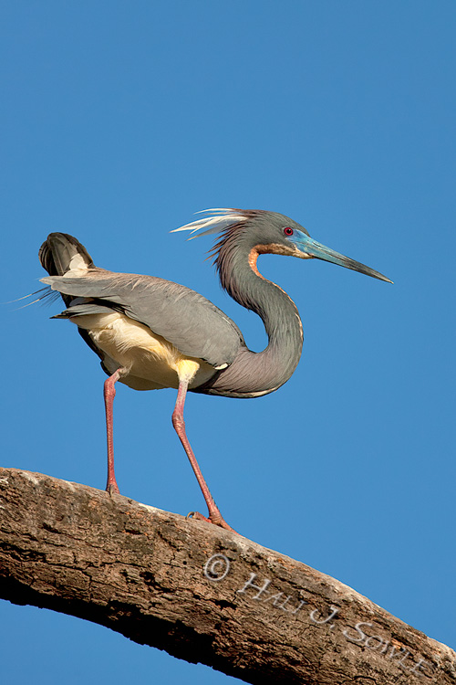 2011_04_08_StAugustine-10904-Web.jpg - Tricolor Heron showing off its beautiful breeding plumage.