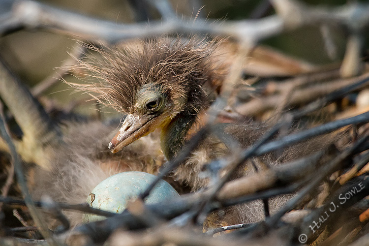 2011_06-09_StAugustine-10094-Web.jpg - This is the beginning of the images from the second part of our trip.  We returned in June to get some chick shots.  Here we see a newly hatched tricolor heron chick.