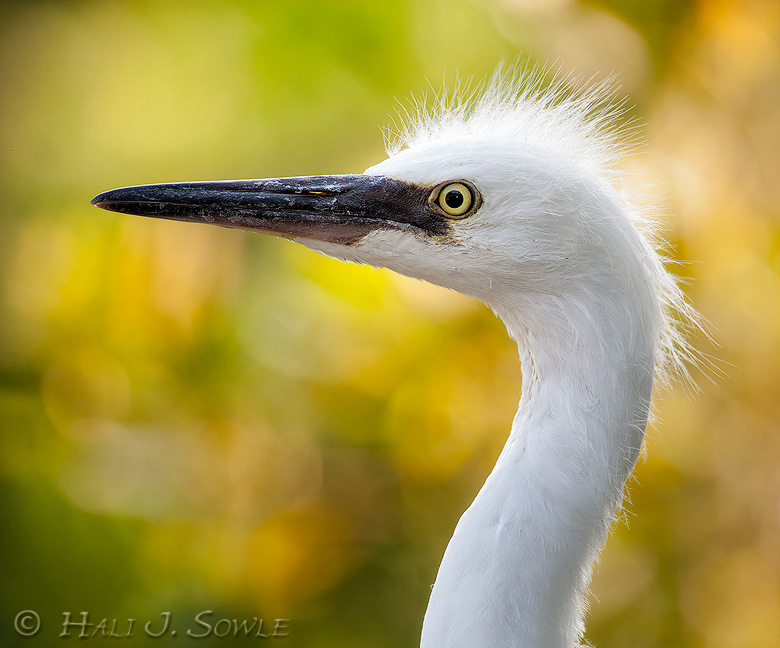 2011_06-09_StAugustine-10453-Web.jpg - Young snowy egret getting close to fledging.