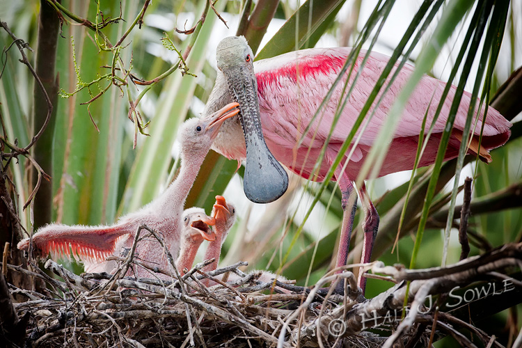 2011_06-10_StAugustine-10028-Web.jpg - Roseate Spoonbill chicks.  It was really hard to get pictures of these chicks, the nests were in the highest parts of the trees.