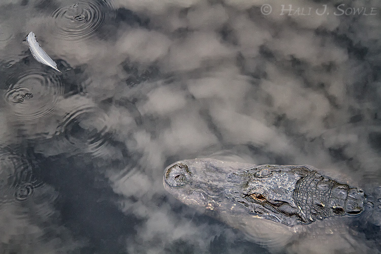 2011_06-10_StAugustine-10109-web.jpg - American Alligator and feather in the swamp. Captive.