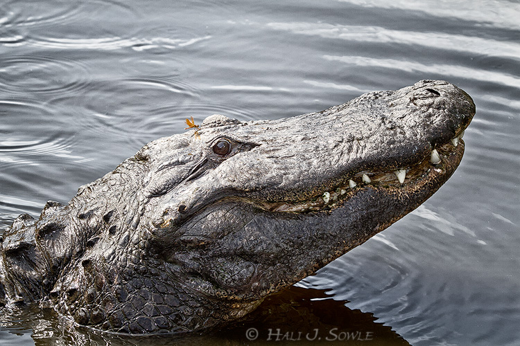 2011_06-10_StAugustine-10304-Web.jpg - A brave dragon fly tests the landing strip (captive alligator).