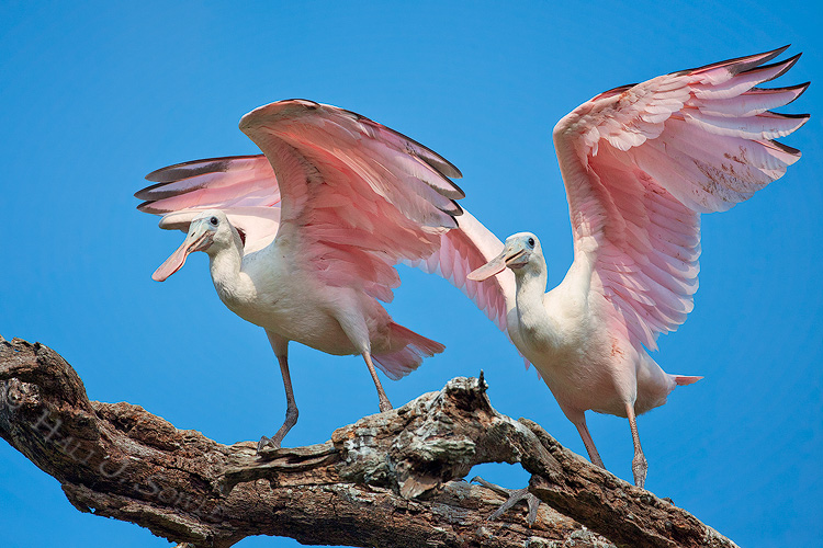 2011_06-10_StAugustine-10408-Web.jpg - Young Roseate Spoonbills stretching their wings as they get ready to fledge.