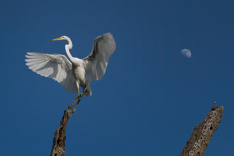 2011_06-10_StAugustine-10589-Web.jpg - A Great egret playing shadow puppets on it's own wing.