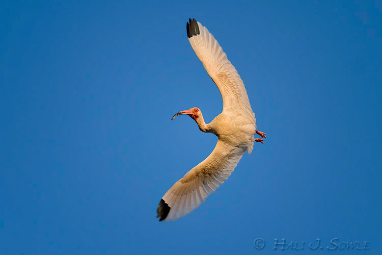 2011_06-10_StAugustine-10725-Web.jpg - Ibis coming back to roost in the late afternoon