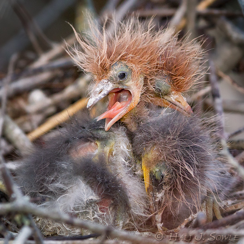 2011_06-10_StAugustine-10784-Web.jpg - A trio of newborn Tricolor Heron Chicks that are already demanding food.  We watched the youngest one hatch!