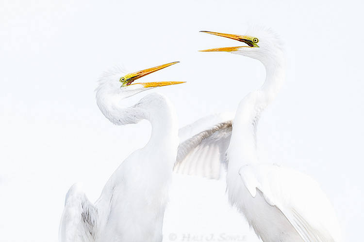 2011_06-11_StAugustine-10140-Web.jpg - Great Egrets.  A mistake in camera metering resulted in this cool high-key look.
