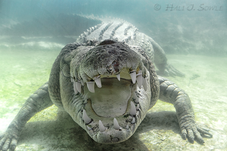 2011_06-11_StAugustine-10295-Web.jpg - Why I'm sticking to showers forever more.  Maximo is the really large saltwater croc at the St. Augustine Alligator farm (captive)