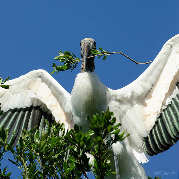 _JMS0093.jpg - The emerald-green flight feathers of the Wood Stork are not visible when the wings are folded, as when they sit on a branch.  Speaking of branches, this stork has something to add to it's nest.