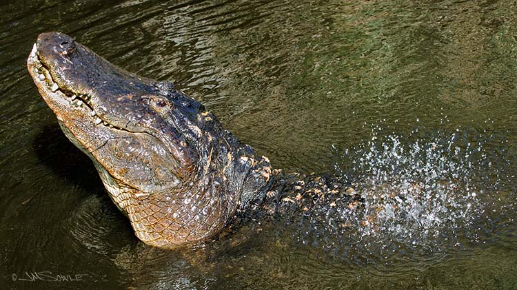 _JMS0188.jpg - This is a large (captive) american alligator. When the 'gators are doing their courtship bellow, the vibrations can make the water 'dance' above their backs.  It's pretty cool to watch.  The folks from National Geographic were standing next to us recording the action (no kidding).  The sound can be heard at this link: http://www.flmnh.ufl.edu/cnhc/images/!amis10a.wav
