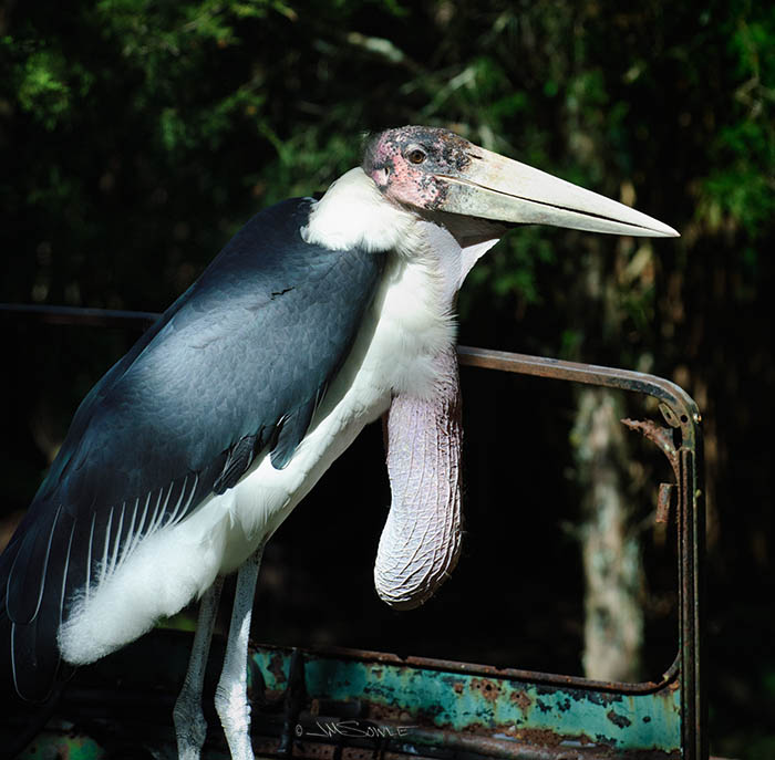 _JMS0226.jpg - This is a Marabou Stork (captive) with it's gular sac inflated. These are among the largest birds in the world.  The beautiful display at the zoo includes a hulk of a safari jeep next to a replica of a dead zebra carcass.