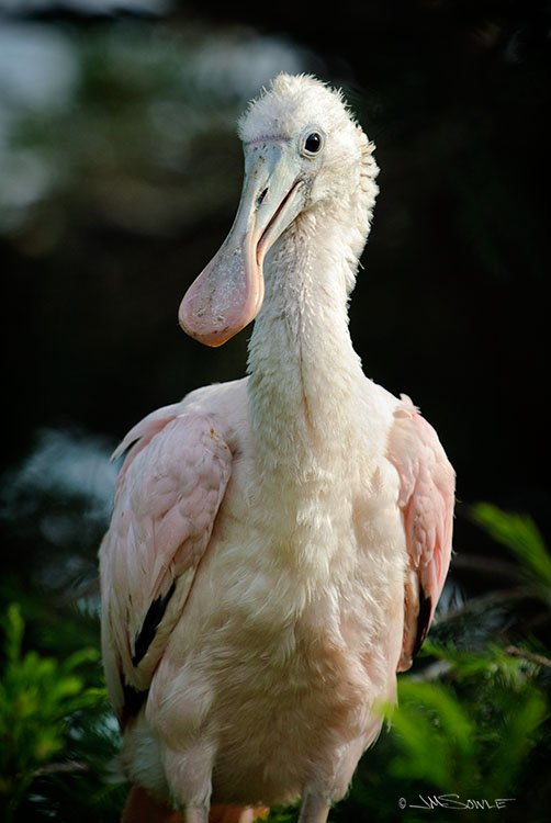 _JMS0228.jpg - An older roseate spoonbill chick, roaming about the tree near the nest.