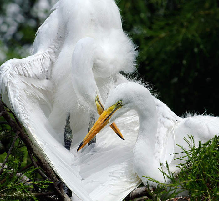 _JMS0297.jpg - Two juvenile great egrets.  They seem to have mellowed a bit with just some weeks of age.  Here they are doing some preening...