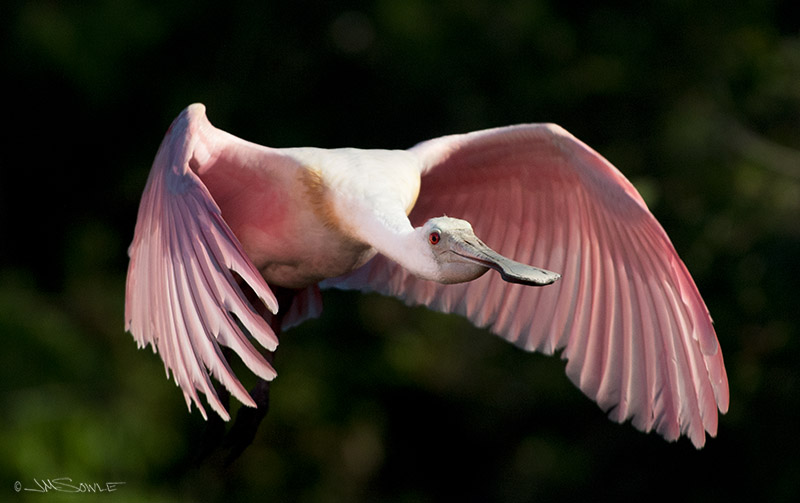 _JMS0297_A.jpg - This is an early morning shot of a Roseate Spoonbill.  The bird had just flown into the light, and the brush in the background is still very dark.  It turned into a neat look for this shot.  The depth of field is pretty shallow, but at least I got the eye in focus!