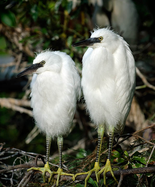 _JMS0422.jpg - Tweedle dee and tweedle dum.  A pair of juvenile snowy egrets.