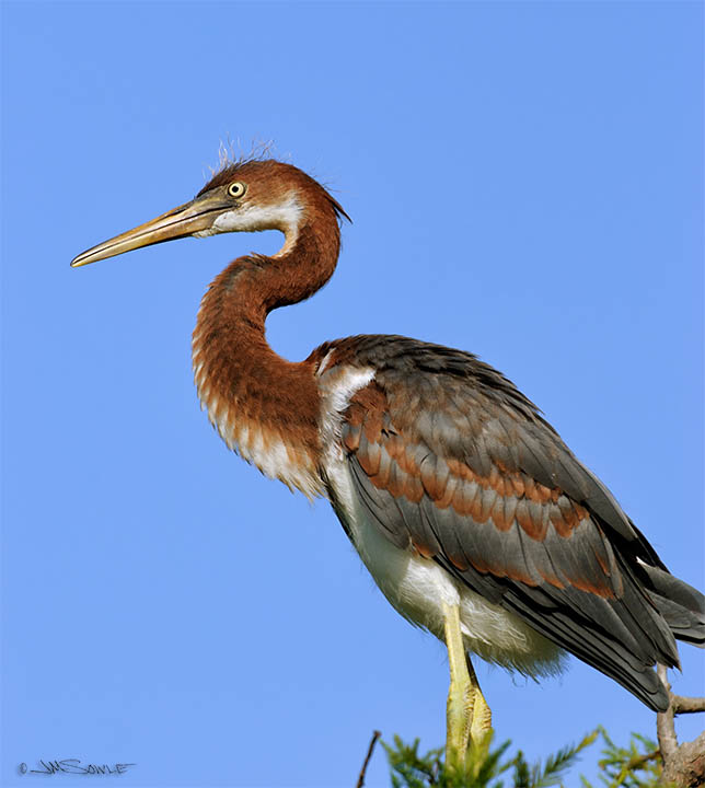 _JMS0449.jpg - Juvenile tricolored heron.