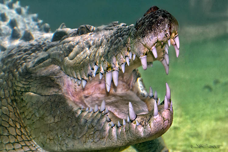 _JMS0508_A.jpg - MAXIMO!  This is the Australian saltwater crocodile (captive), that is one of the main attractions at the farm.  I know that most of you hope I took this shot by braving the water, but there is actually a very thick pane of plexiglass between my camera and those teeth!  Maximo is over 15 feet in length, and weighs in at about 1250 pounds.