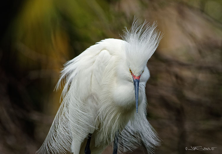 _JMS0533_S1.jpg - This Snowy Egret was sitting in the shade in the late afternoon.
