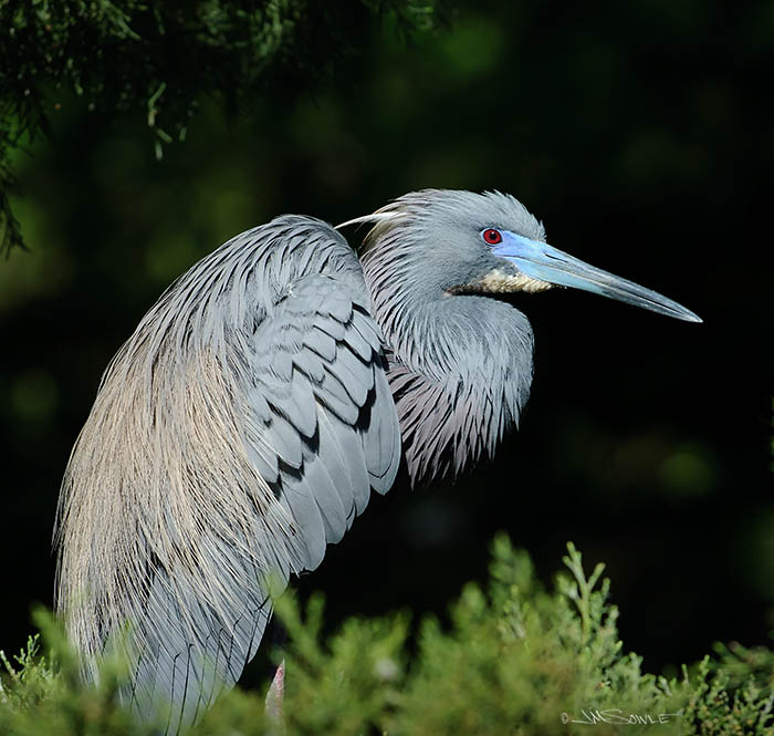 _JMS0556.jpg - Yet another tricolored heron.