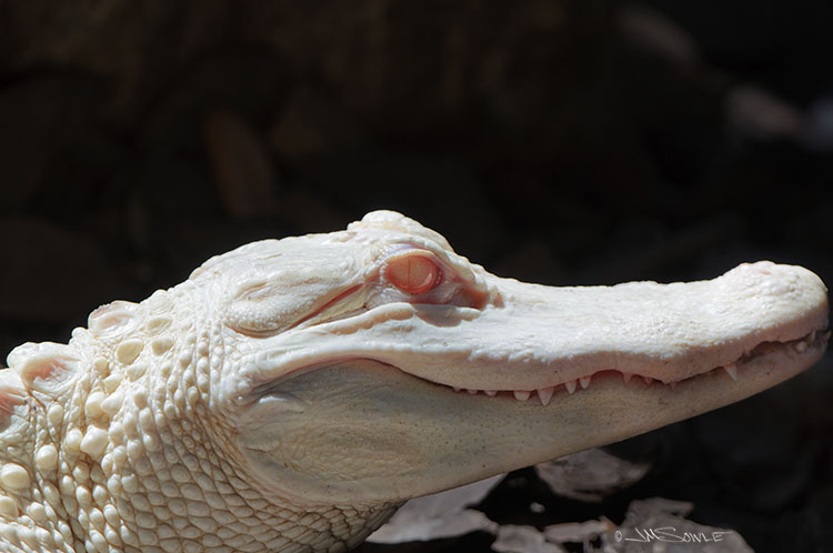 _MIK0003.jpg - What could be more creepy than an Alligator?  How about an Albino Alligator?!  Captive.