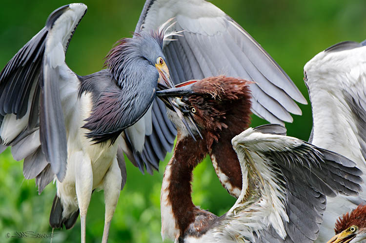 _MIK0365.jpg - These Tricolored Heron chicks have learned the trick to getting food.  Grab Mom's beak and twist it around like you're trying to kill her.  When goopy food stuff appears, stop twisting and eat!