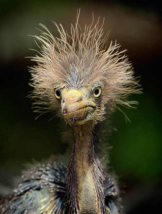 _MIK0395.jpg - Same chick, different angle. Tricolored heron.  This look reminds me of a bad 70's haircut!