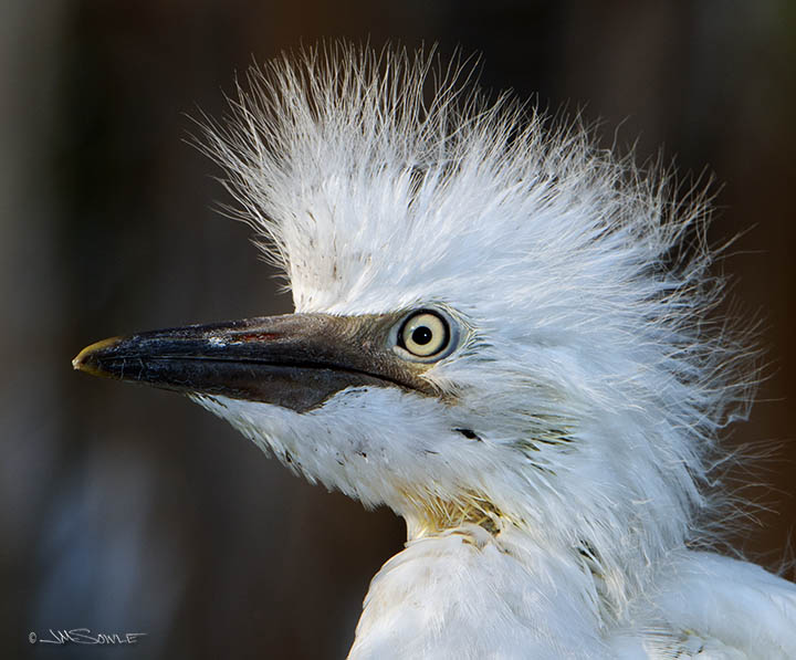 _MIK0548.jpg - This cattle egret chick displays the progression to the haircuts of the late 80's.