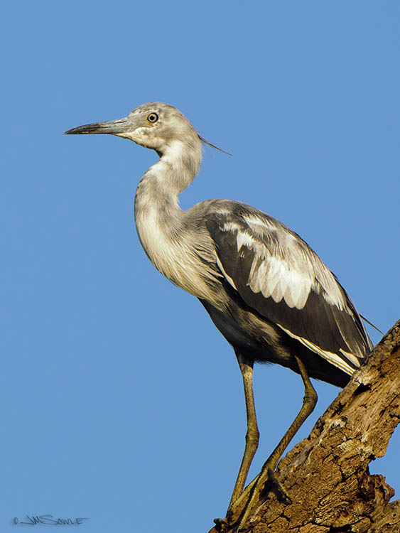 _MIK0579.jpg - A juvenile little blue heron, just transforming from white to blue.