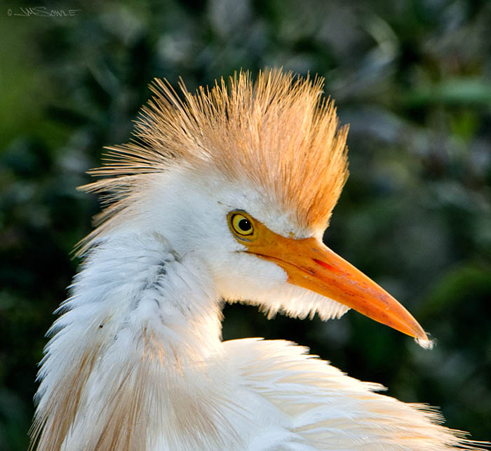 _MIK0613.jpg - Cattle egret.