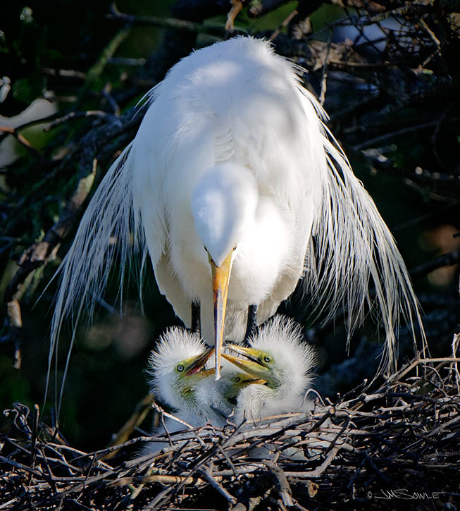 _MIK0630.jpg - This Great Egret is one of the early nests with chicks.  The non-stop squeaks coming the little terrors were clearly audible over the other noises at the rookery -- and that's saying a lot!