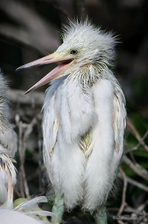 _MIK0692.jpg - Hey guys, look!  I'm standing!!  Snowy egret chick.