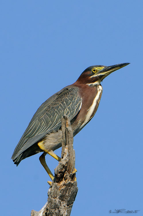 _MIK0775.jpg - One of the very few green herons that nest in the area.