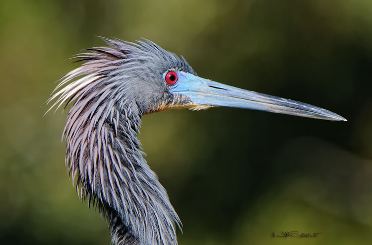 _MIK0918.jpg - Tricolored Heron.