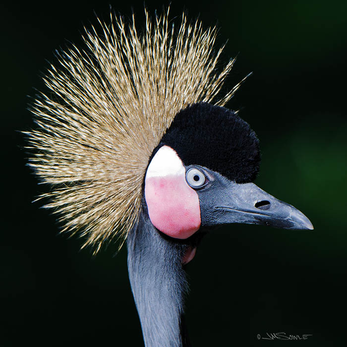_MIK1090.jpg - This is a West African Crowned Crane (captive).  The zoo-like portion of the farm contains several exotic birds, monkeys, and such.