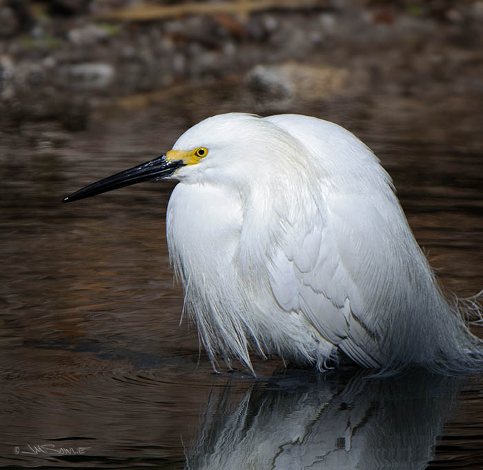 _MIK1535.jpg - A brave young Snowy Egret, taking it's chances in the water.