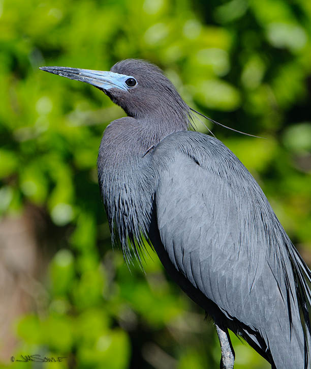 _MIK1567.jpg - Little Blue Heron.