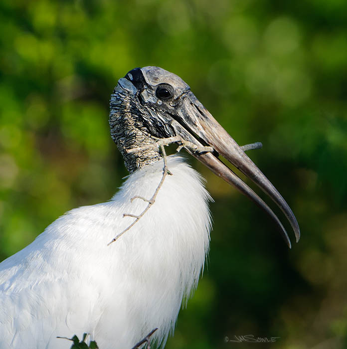 _MIK1618.jpg - It's all about the branches!  This wood stork is doing what every other bird in sight is doing -- grabbing branches from all over and building a nest.