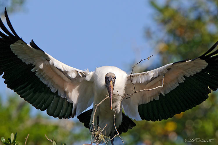 _MIK1857.jpg - A Wood Stork returning with building material.