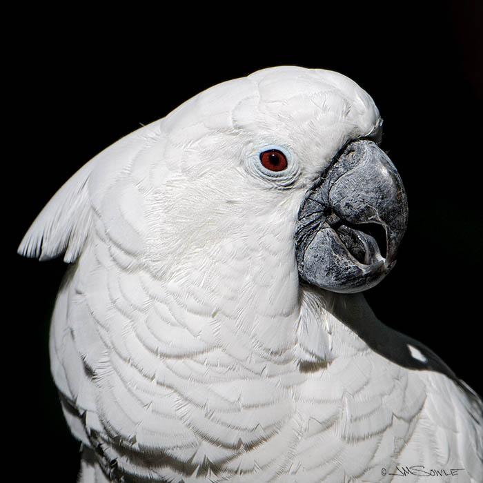 _MIK1921.jpg - White Cockatoo (or Umbrella Cockatoo) -- captive.