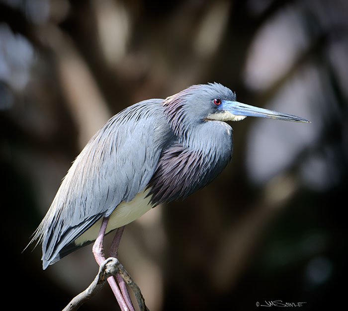 _MIK2050.jpg - Tricolored heron.