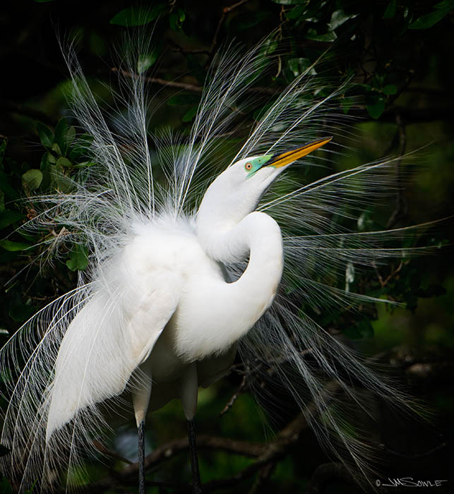 _MIK2233A.jpg - A Great Egret in full breeding splendor.  They arch the head and neck back, and repeatedly thrust the head upward.  All this they do in hopes of luring a mate to their nest!