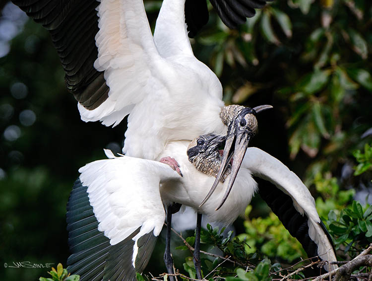 _MIK2282.jpg - Imagine the sounds of a dozen children playing at sword fighting using hollow wooden swords.  That is what it sounds like when Wood Storks are mating.  They bang their beaks with amazing repetitive ferocity!