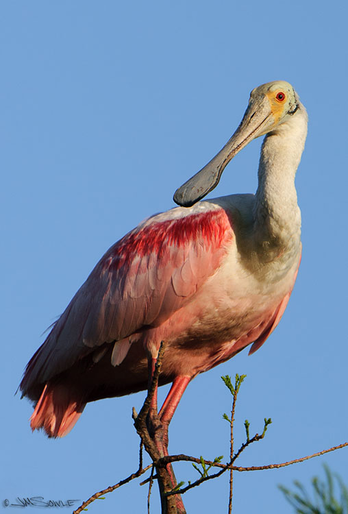 _MIK2824.jpg - A tree-top Roseate Spoonbill in the early morning light (now we're back at the 'gator farm rookery).