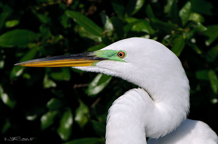_MIK2959.jpg - A Great Egret sporting it's breeding colors.