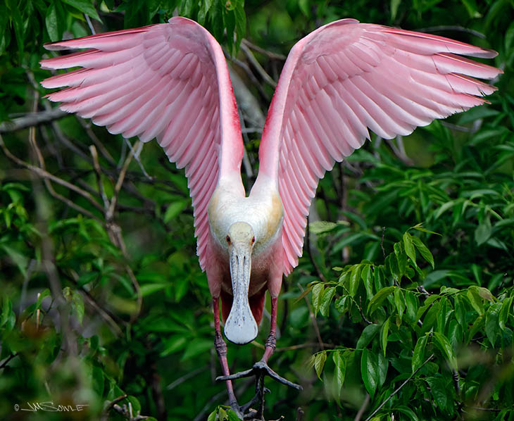 _MIK3163.jpg - Another roseate spoonbill.  This image was shot during the approach for takeoff.