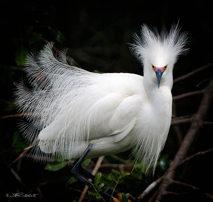 _MIK3185.jpg - A Snowy Egret in full breeding color, doing the display thing.