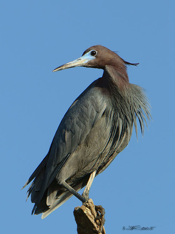 _MIK3774.jpg - In the right light, the Little Blue Heron has those alien-looking dark eyes.  Creepy!