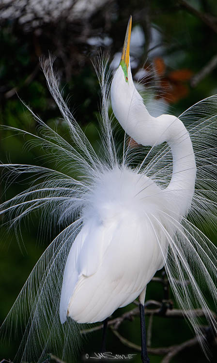 _MIK3870.jpg - Another great egret display.