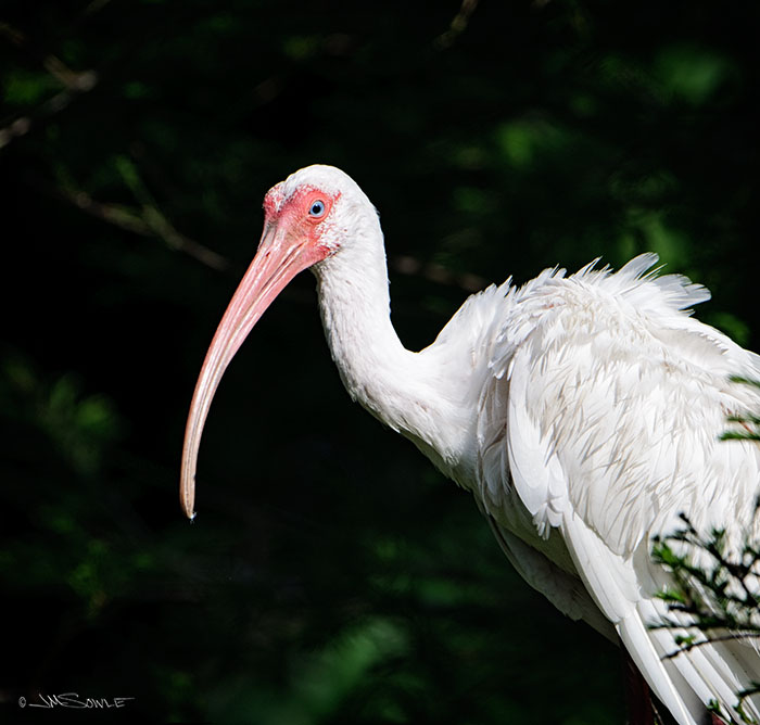 _MIK4367_A.jpg - A White Ibis playing peek-a-boo around some shrubbery.